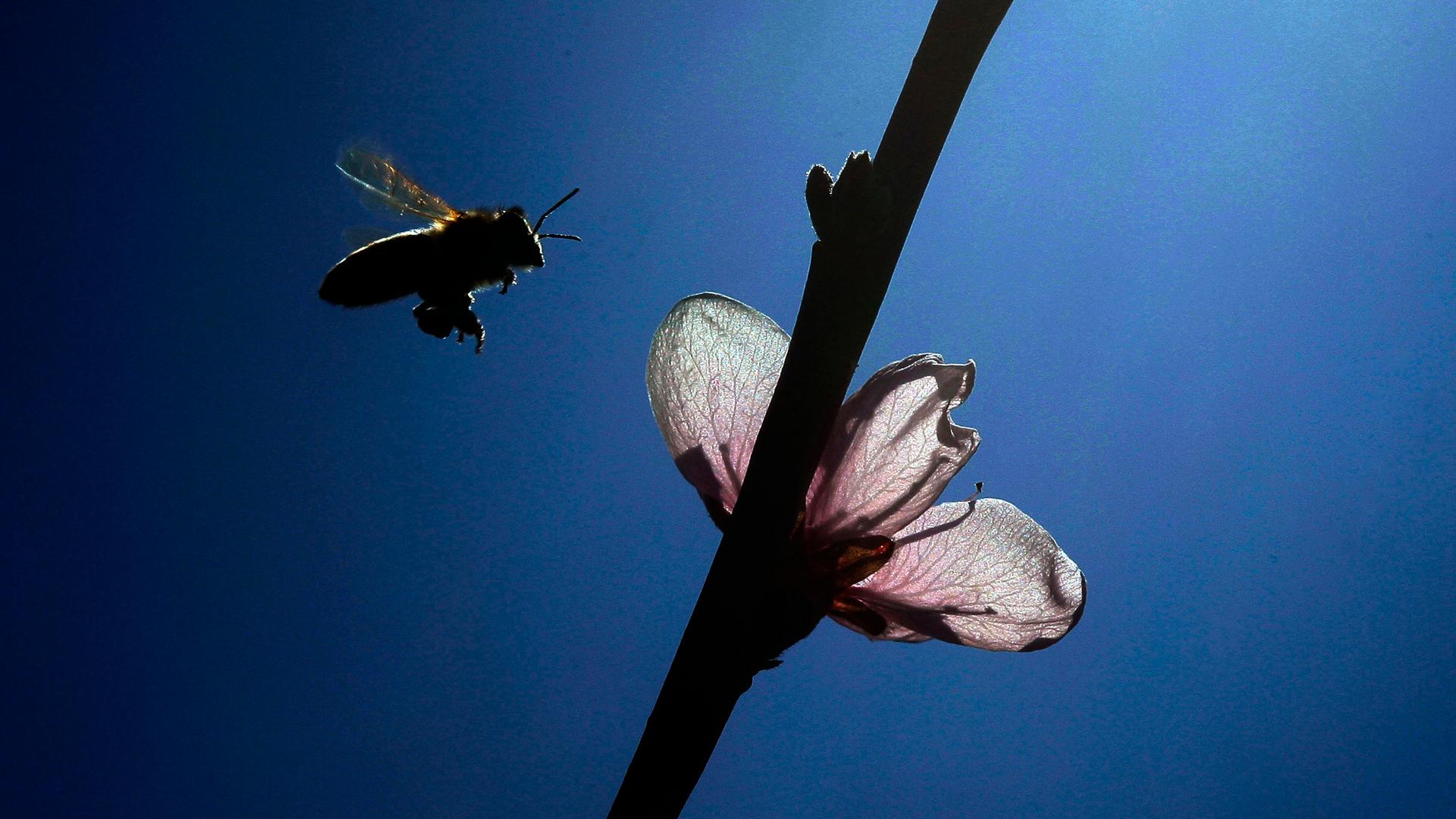 A bee approaches a peach blossom. Many of the more than 20,000 species of bee worldwide, including the well-known honey bee, are threatened by disease, habitat loss, and pesticides. President Obama's national pollinator plan would provide incentives for r