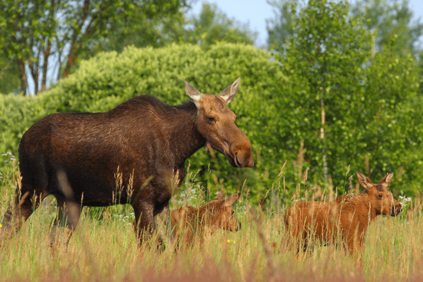 Moose in the Exclusion Zone