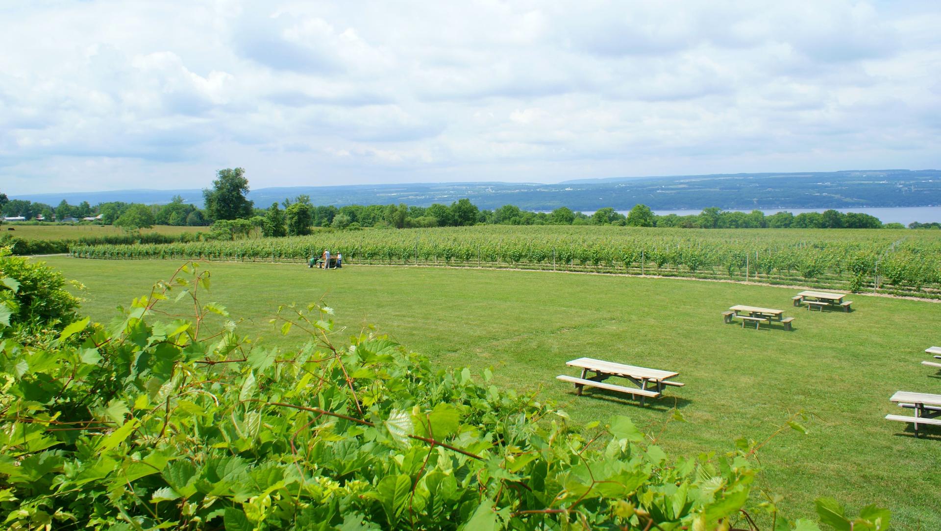 This is a view of vineyards on Seneca Lake in New York.