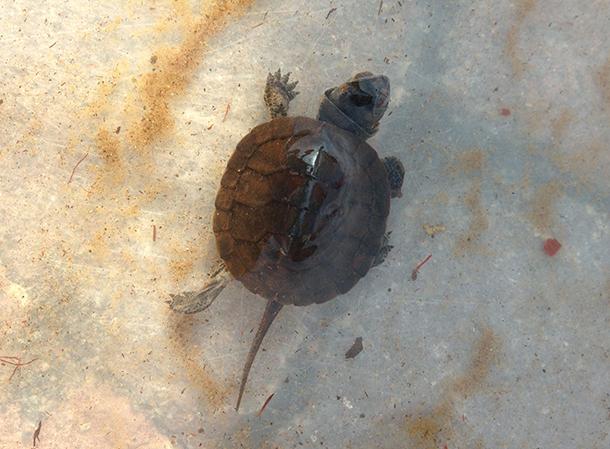 Blanding's turtle baby