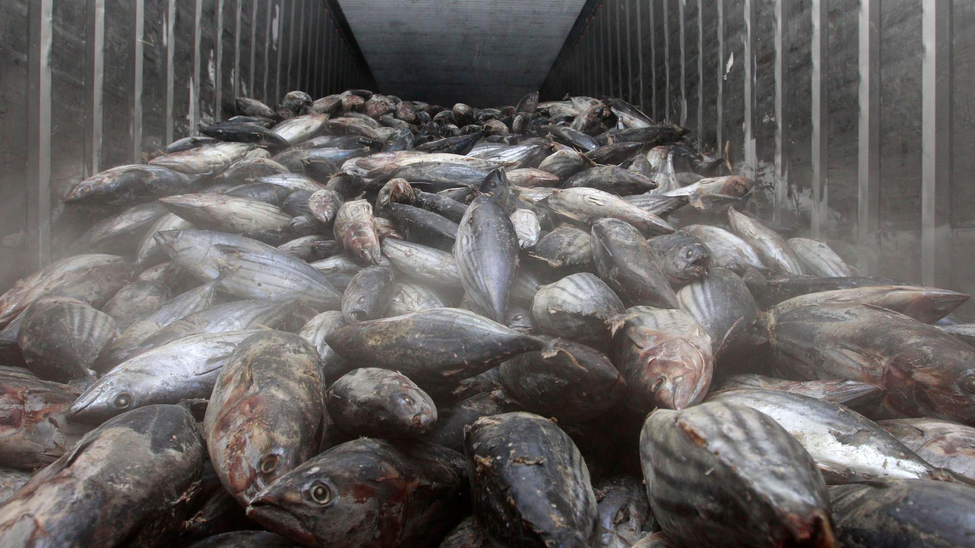 Frozen fish imported from Japan are seen at a storage facility at Ladkrabang customs in Bangkok, Thailand.