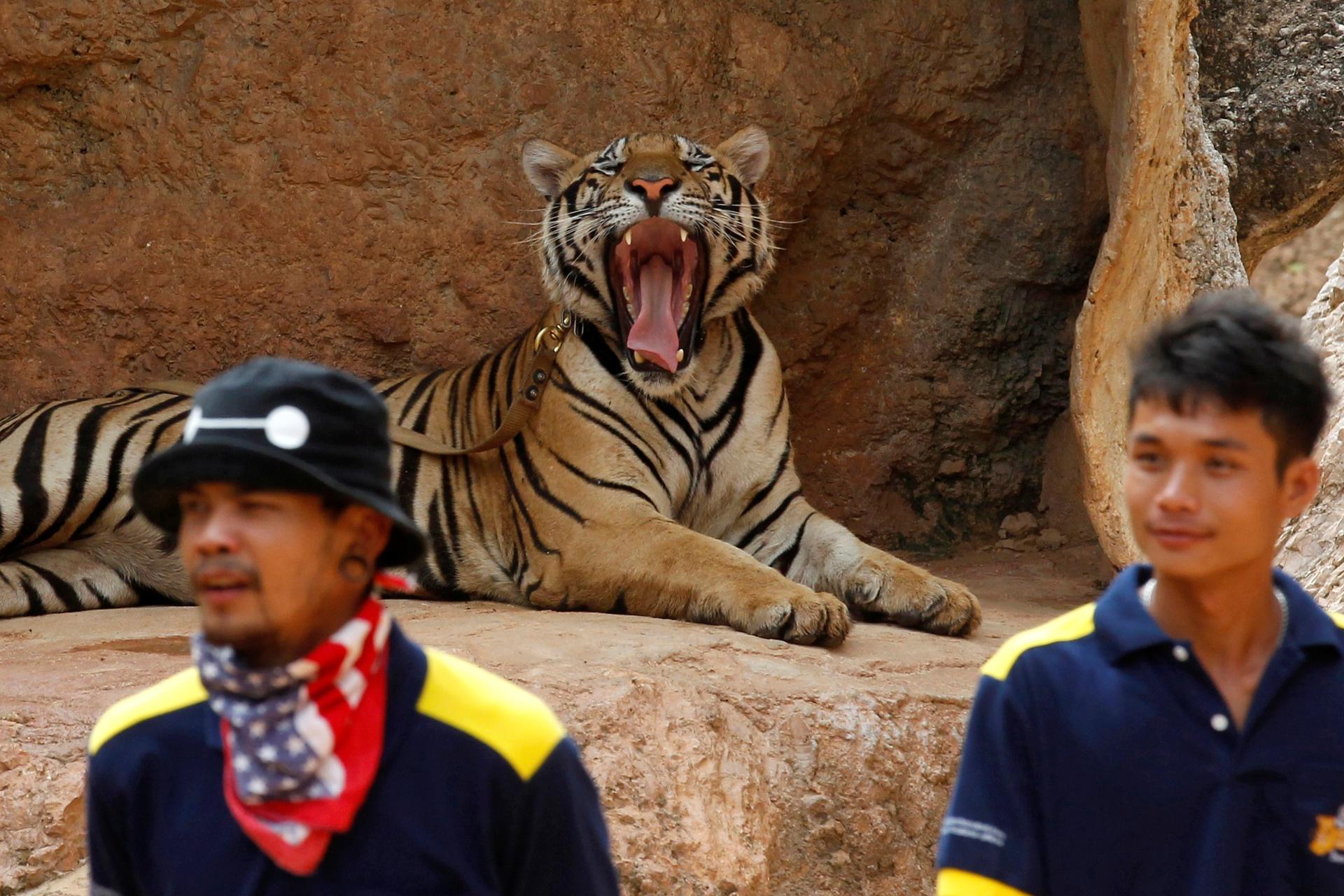 A tiger yawns before officials start moving them from Thailand's controversial Tiger Temple, a popular tourist destination run by Buddhist monks. It has come under fire in recent years over the welfare of its big cats in Kanchanaburi province, west of Ban