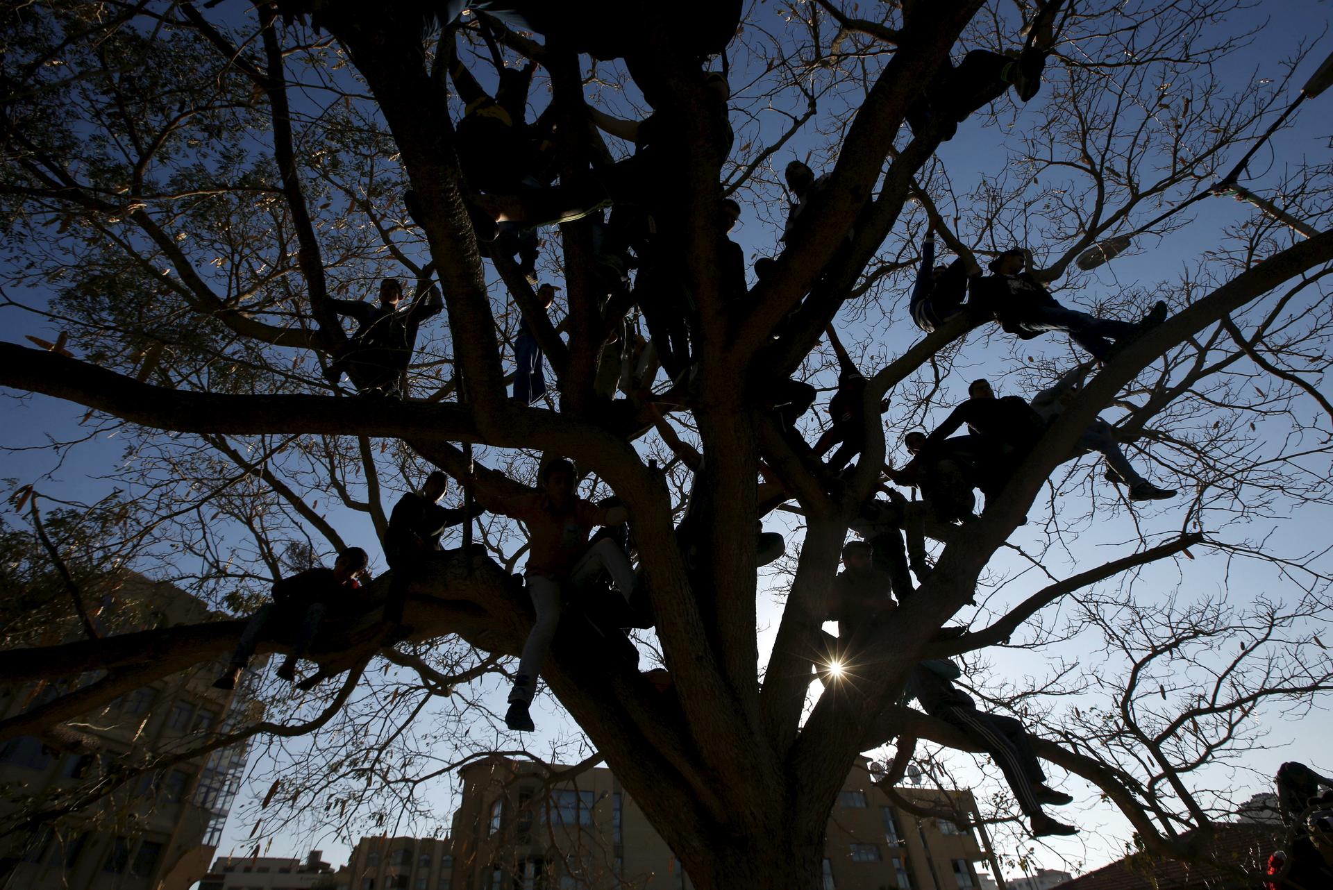 People in a tree