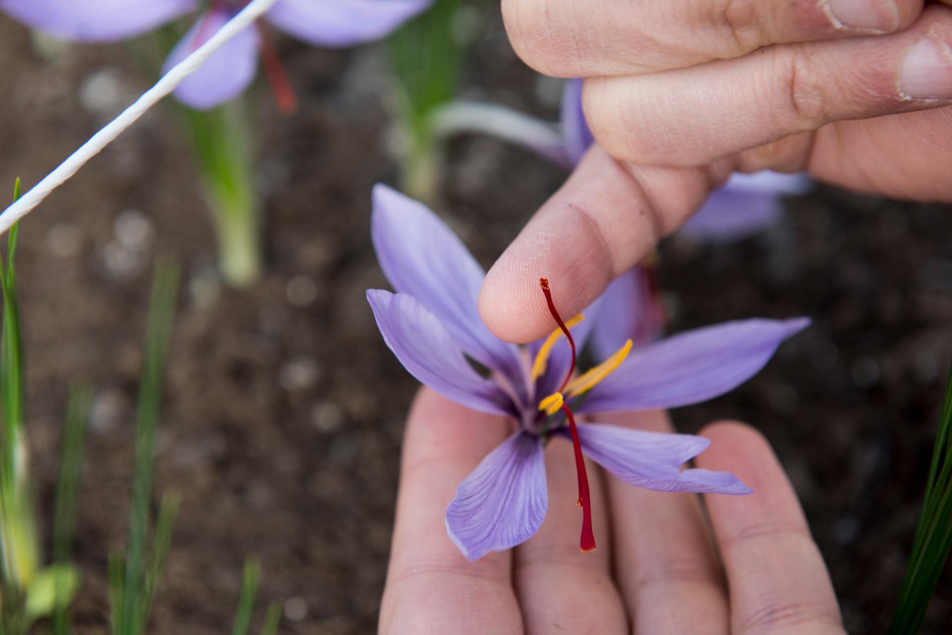 Saffron threads are very delicate and must be picked by hand.