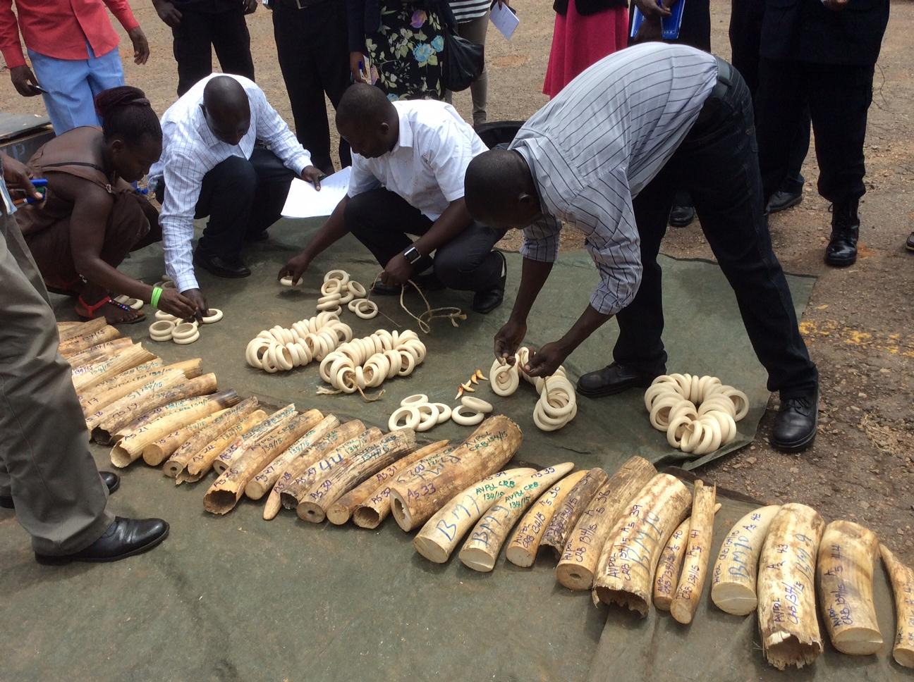 Ugandan authorities counting confiscated ivory