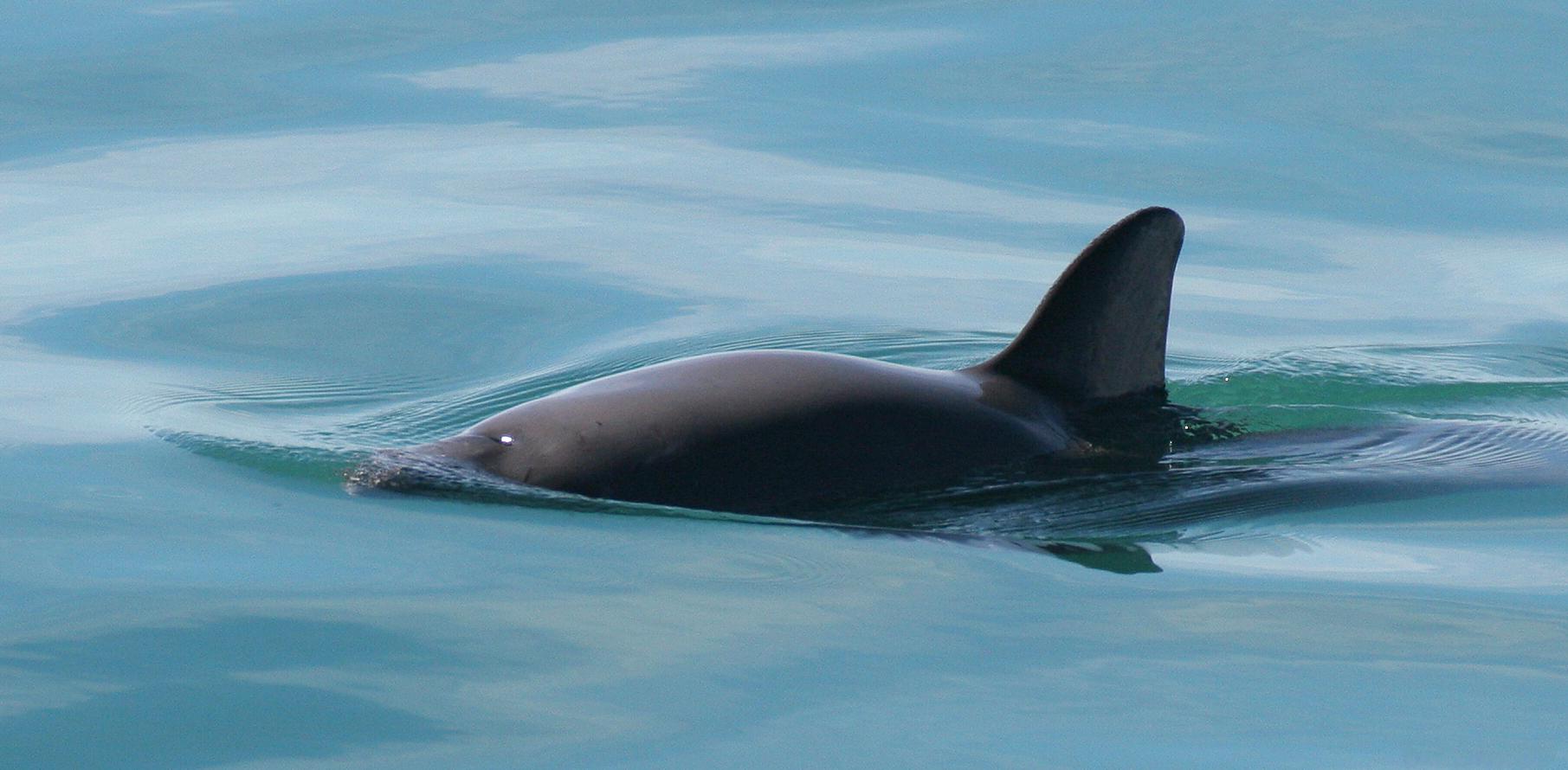 The vaquita marina is a critically endangered porpoise species that lives only in the northern part of the Gulf of California. Scientists believe the population may be down to just 30 animals.