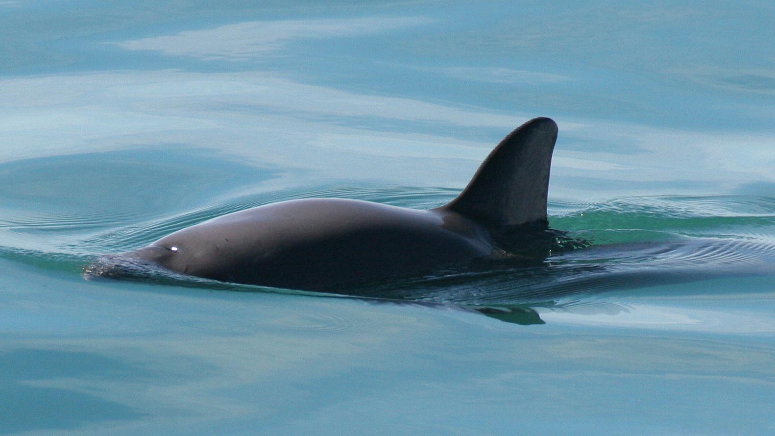 A vaquita swims in its natural habitat, somewhere in the northern part of the Gulf of California.