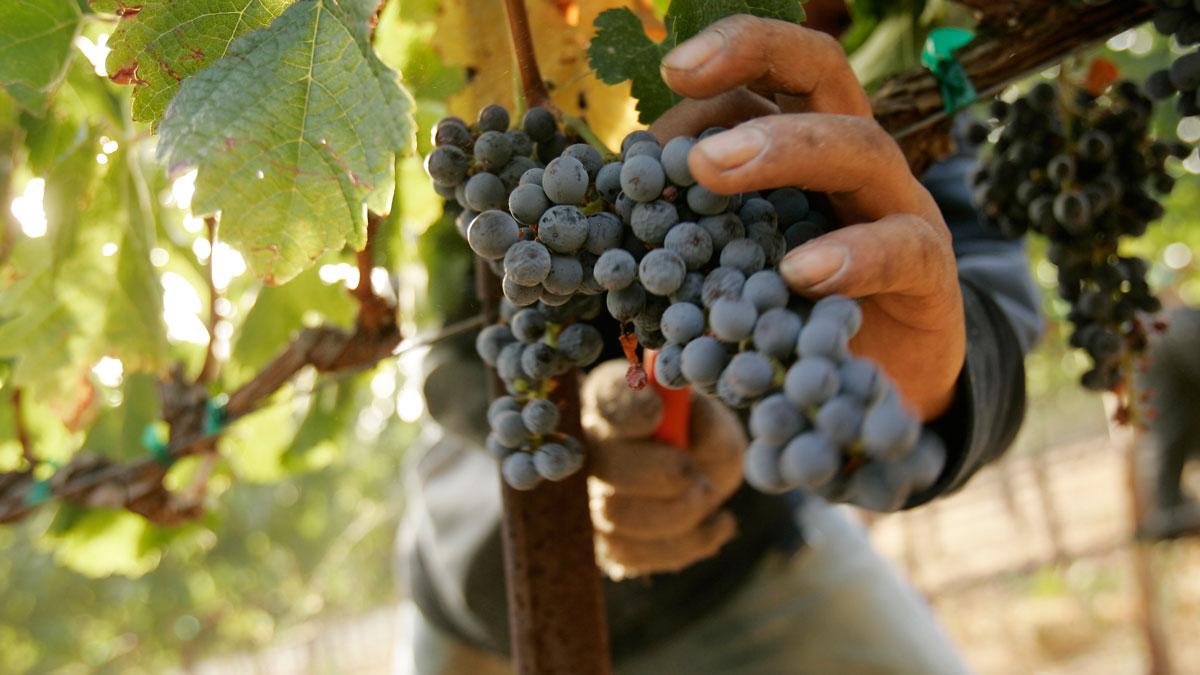 A worker pick grapes at a vineyard at a Napa Valley winery.