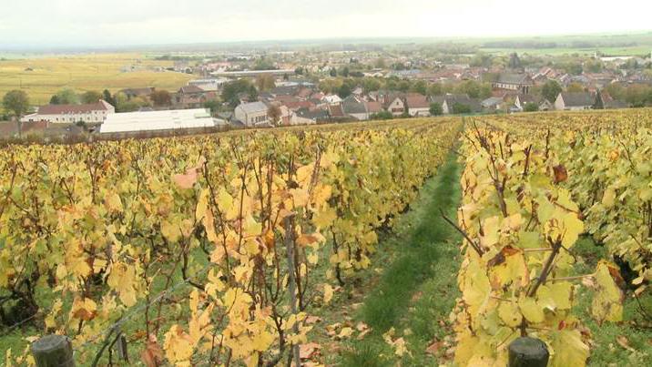 Climate change is starting to alter the centuries-old traditions of grape growers in the France's Champagne region, like the Duval-Leroy Vineyard vineyard in the town of Vertus. For now, growers say when warming temperatures and shifting seasons aren't wr