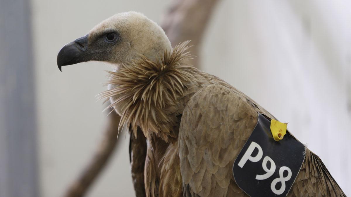 A Griffon Vulture is seen at the veterinary clinic at the Ramat Gan Safari Zoo, near Tel Aviv January 29, 2016. The vulture from an Israeli nature reserve with an Israeli identification ring and location transmitter was captured by residents of the south 