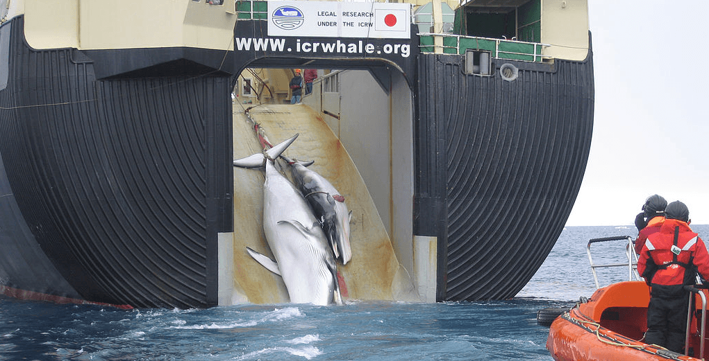Japan kills whales