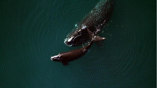 Northern right whale with calf