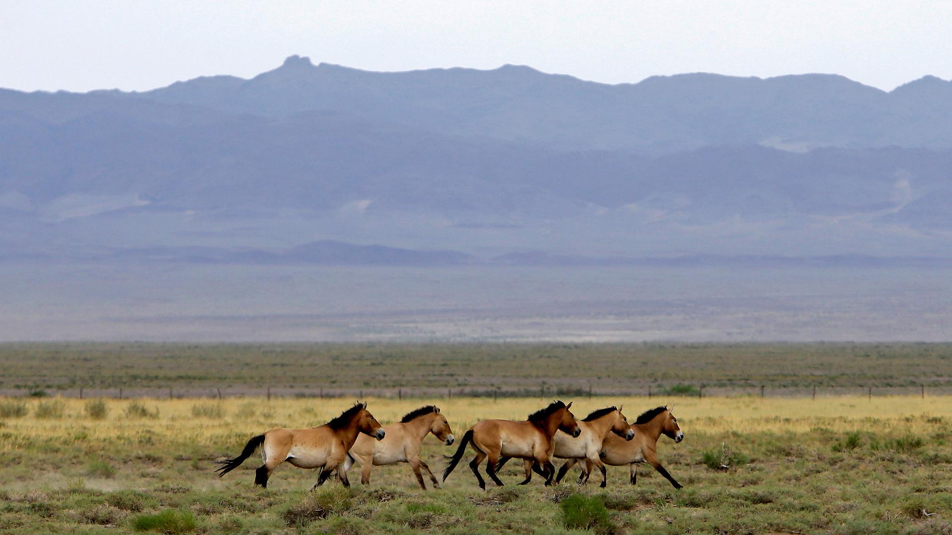 A herd of endangered Przewalski's horses trot across the Takhin Tal National Park, part of the Great Gobi B Strictly Protected Area, in southwest Mongolia, on June 22.