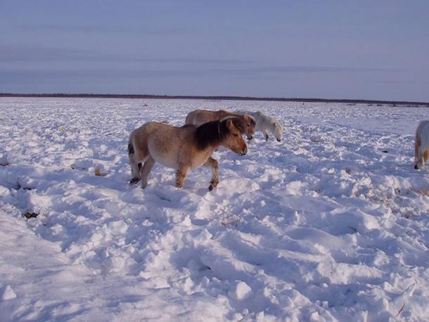 Yakutian horses trampling snow