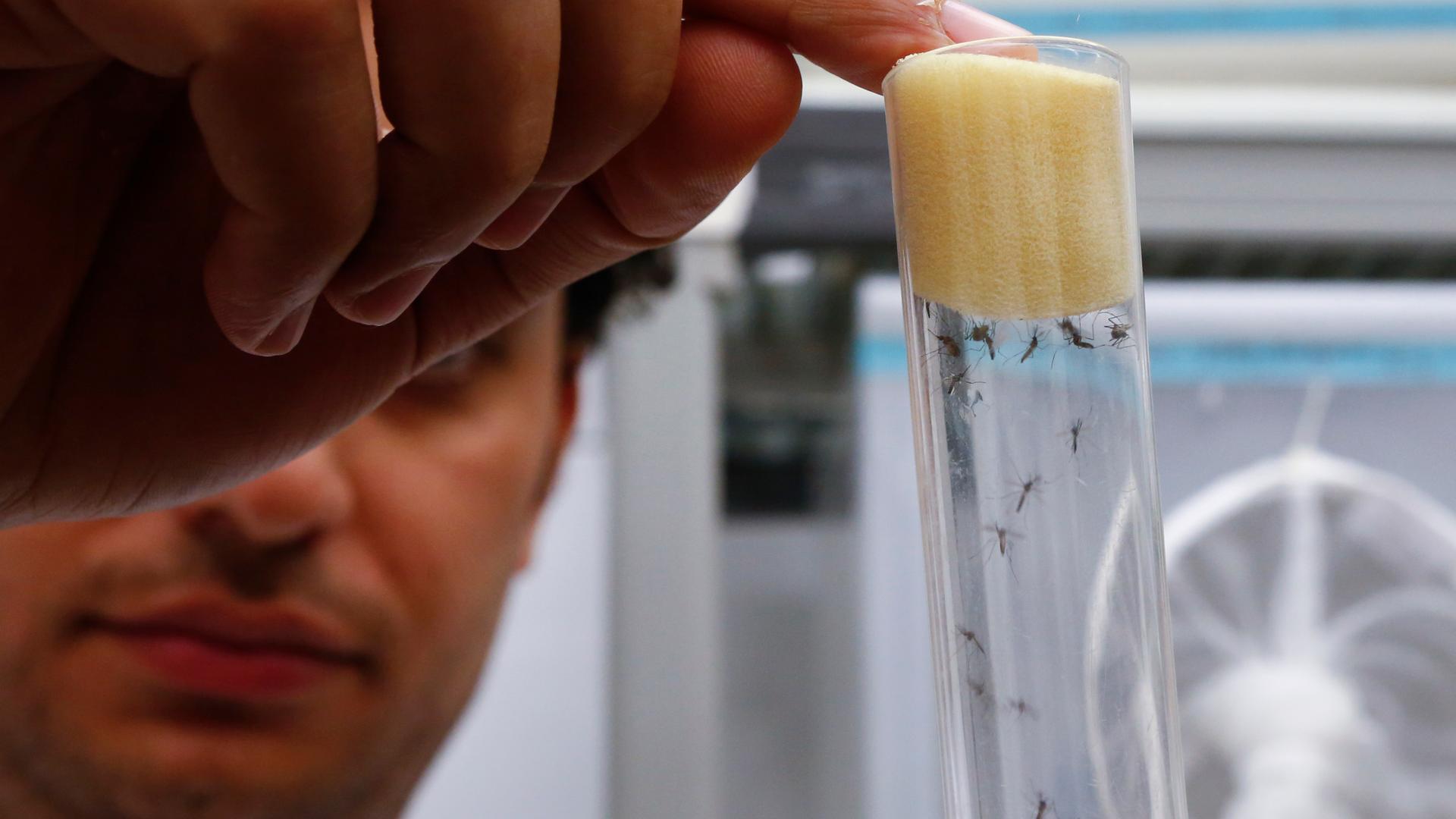 A scientist displays Aedes aegypti mosquitoes inside the International Atomic Energy Agency's insect pest control laboratory, Austria.