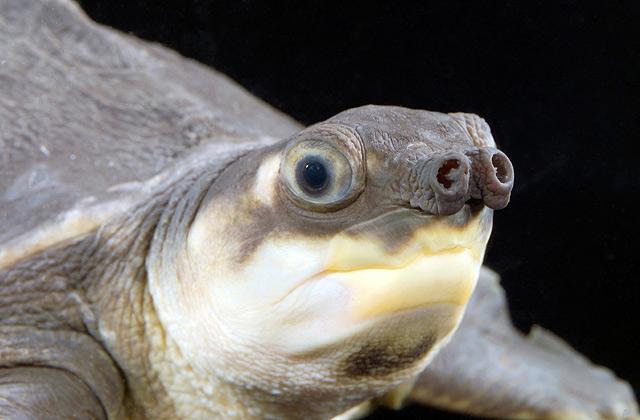 A pig-nosed turtle, which is becoming a favorite as an exotic pet.