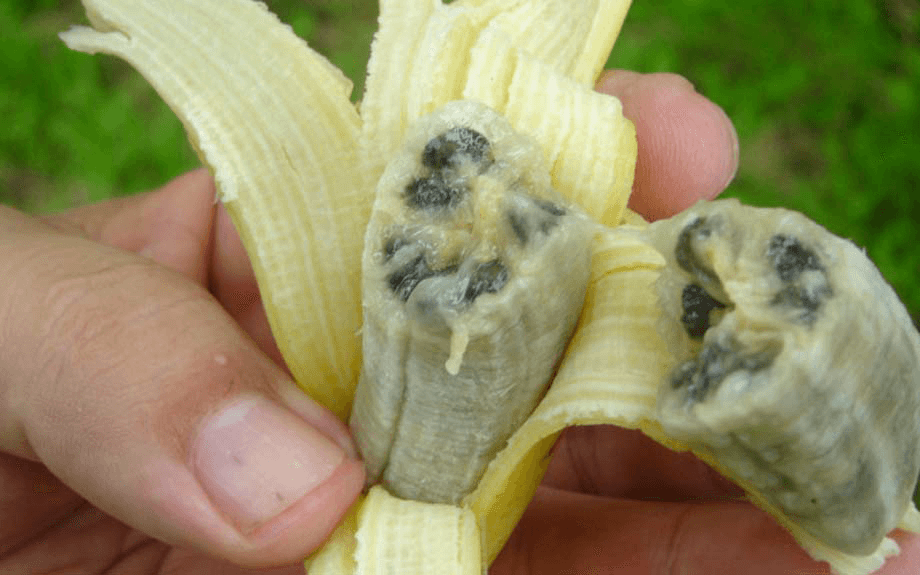 Banana disease