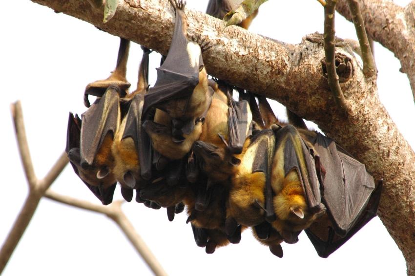 Fruit bats like the ones pictured here are often key vectors for diseases like Ebola, and disturbing their habitats may have made humans more vulnerable.