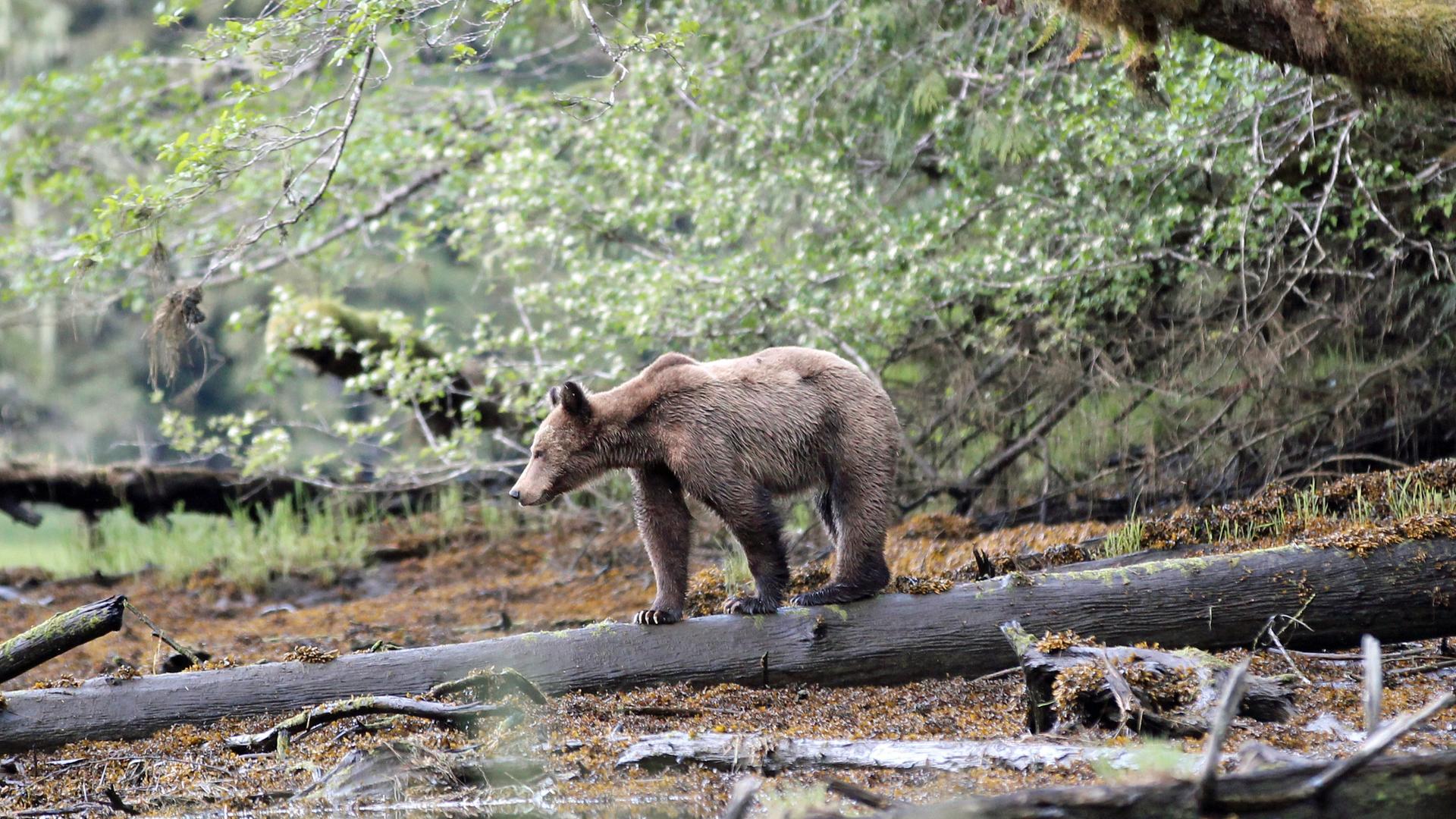 Grizzly bear cub in the Great Bear Rainforest