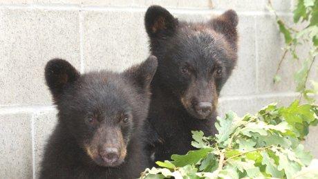 Orphaned bear cubs Jordan and Athena at the North Island Wildlife Recovery Association, Port Hardy, British Columbia.