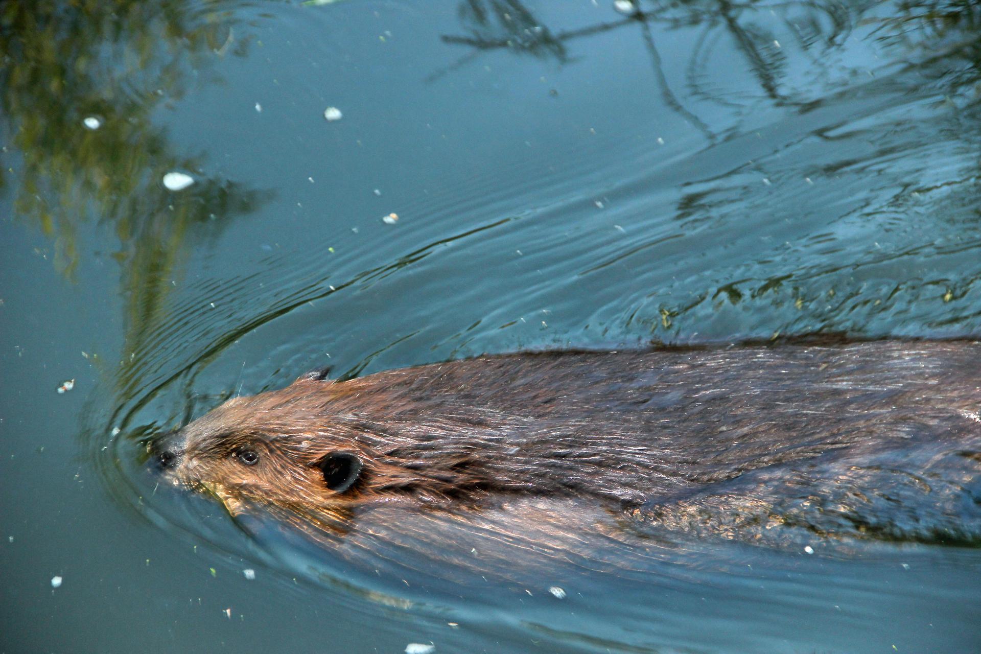 A beaver living in Vancouver's former Olympic Village