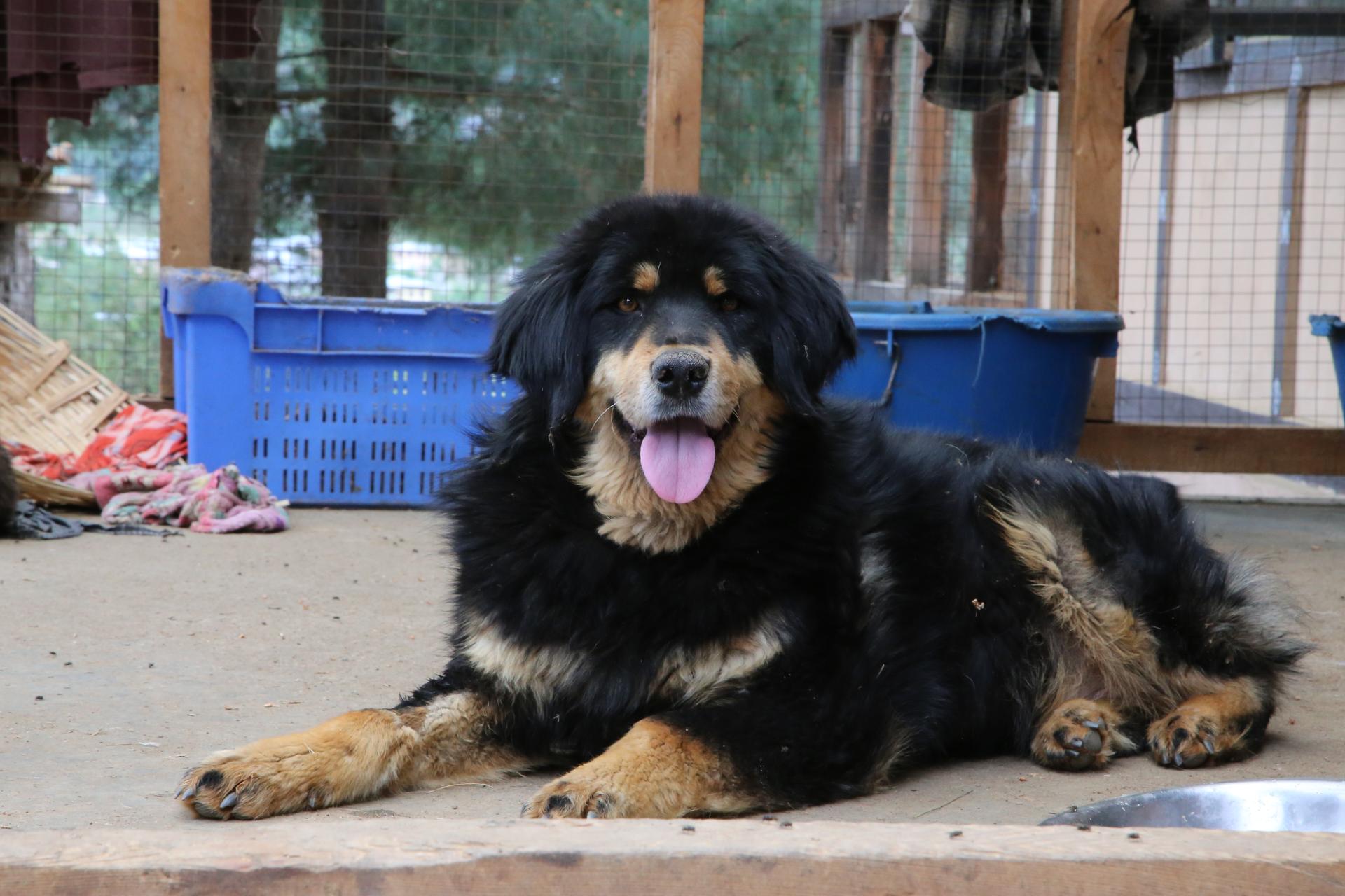 "Tim" is a street dog in Paro, Bhutan. He didn't always have such a gorgeous fur coat. He had terrible mange when a tourist rescued him. This gorgeous boy is pretty typical of the Bhutanese canine look.