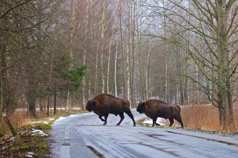 Bison in Poland forest