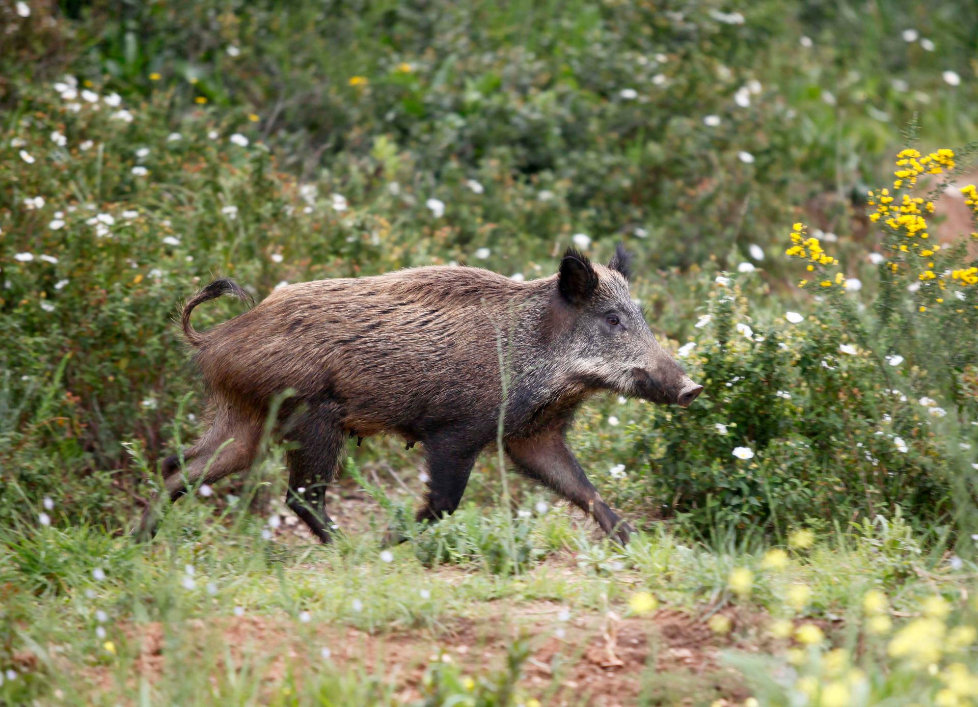 A boar forages in Bainem Forest, Algiers.