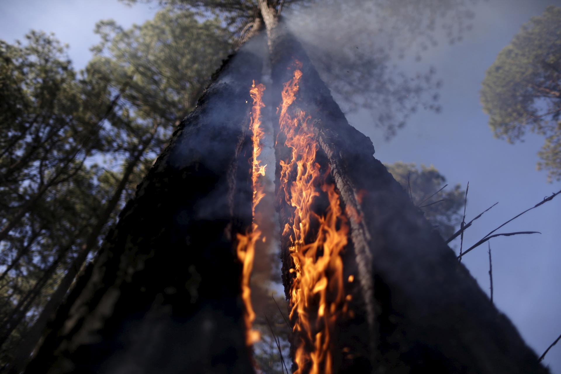 A tree on fire is seen as wildfires blaze near the Paranoa neighborhood in Brasilia July 29, 2015. Drought, high temperatures and low humidity in areas have caused wildfires to start in several places in Brasilia, according to officials.