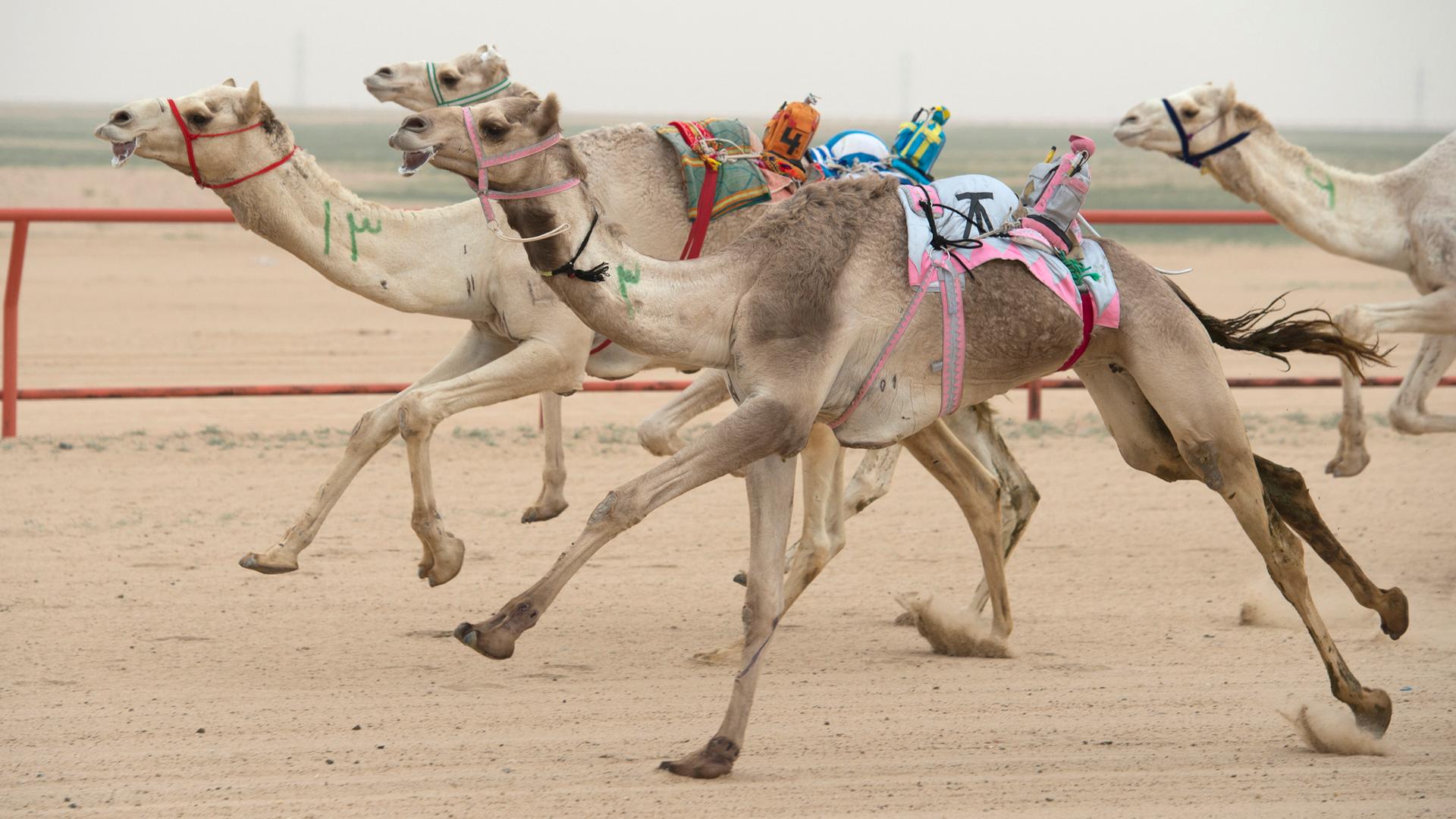 Camels ridden by robot jockeys compete during a weekly camel race at the Kuwait Camel Racing club in Kebd January 26, 2013. The robots are controlled by trainers, who follow in their vehicles around the track.
