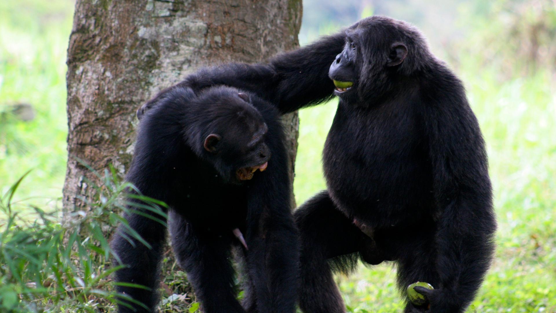 Two high ranking male chimps bond.