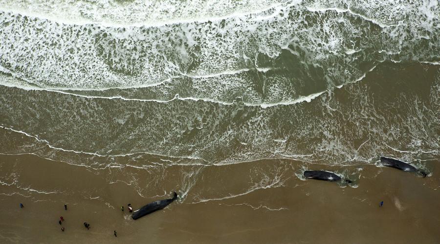 Dead sperm whales are seen on a beach off the coast of the Netherlands, January 13, 2016.