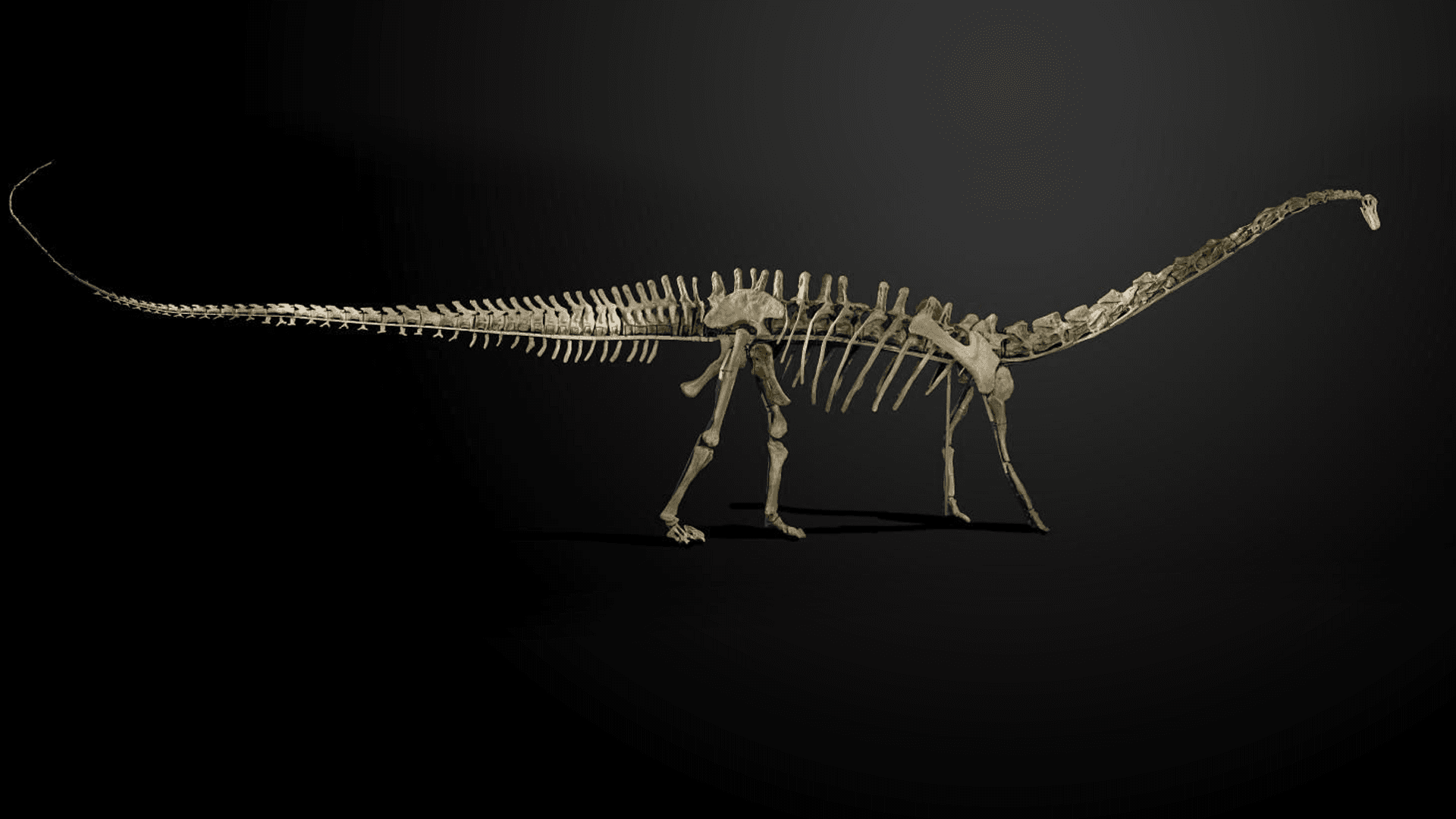 The diplodocus fossil named Misty.