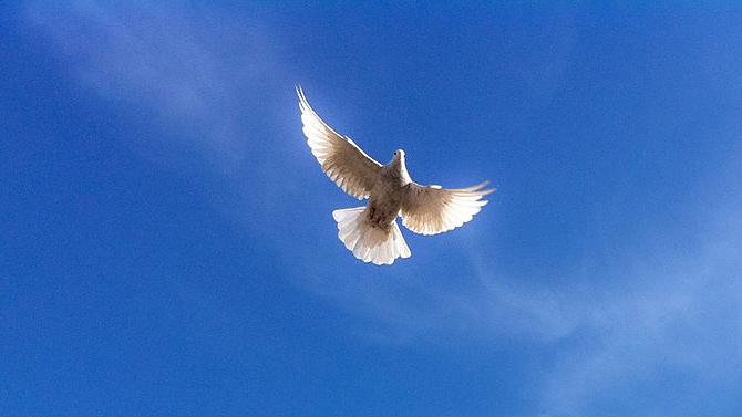 The dove has long been a symbol of peace. This white dove lives at the Blue Mosque in Mazar-i-Sharif in Afghanistan