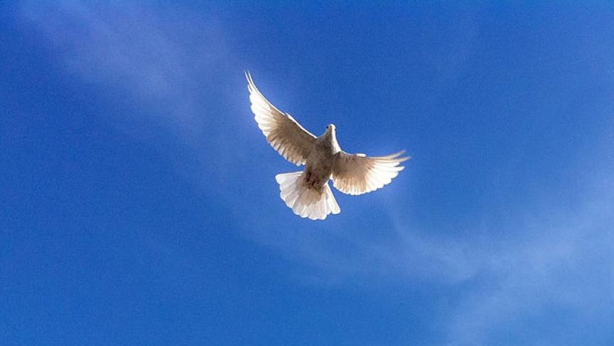 The dove, a symbol of peace, flies over a mosque in Afghanistan.