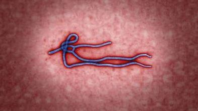 A close up of the ebola virus virion