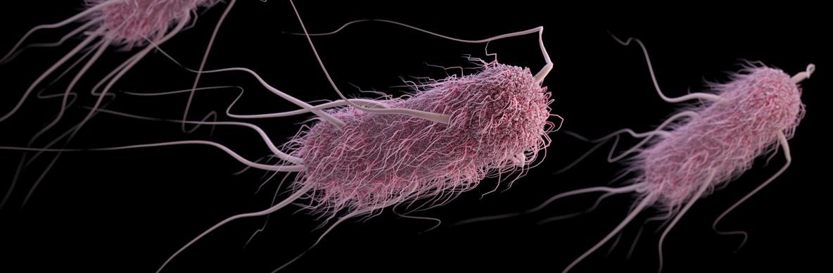 e. coli bacteria