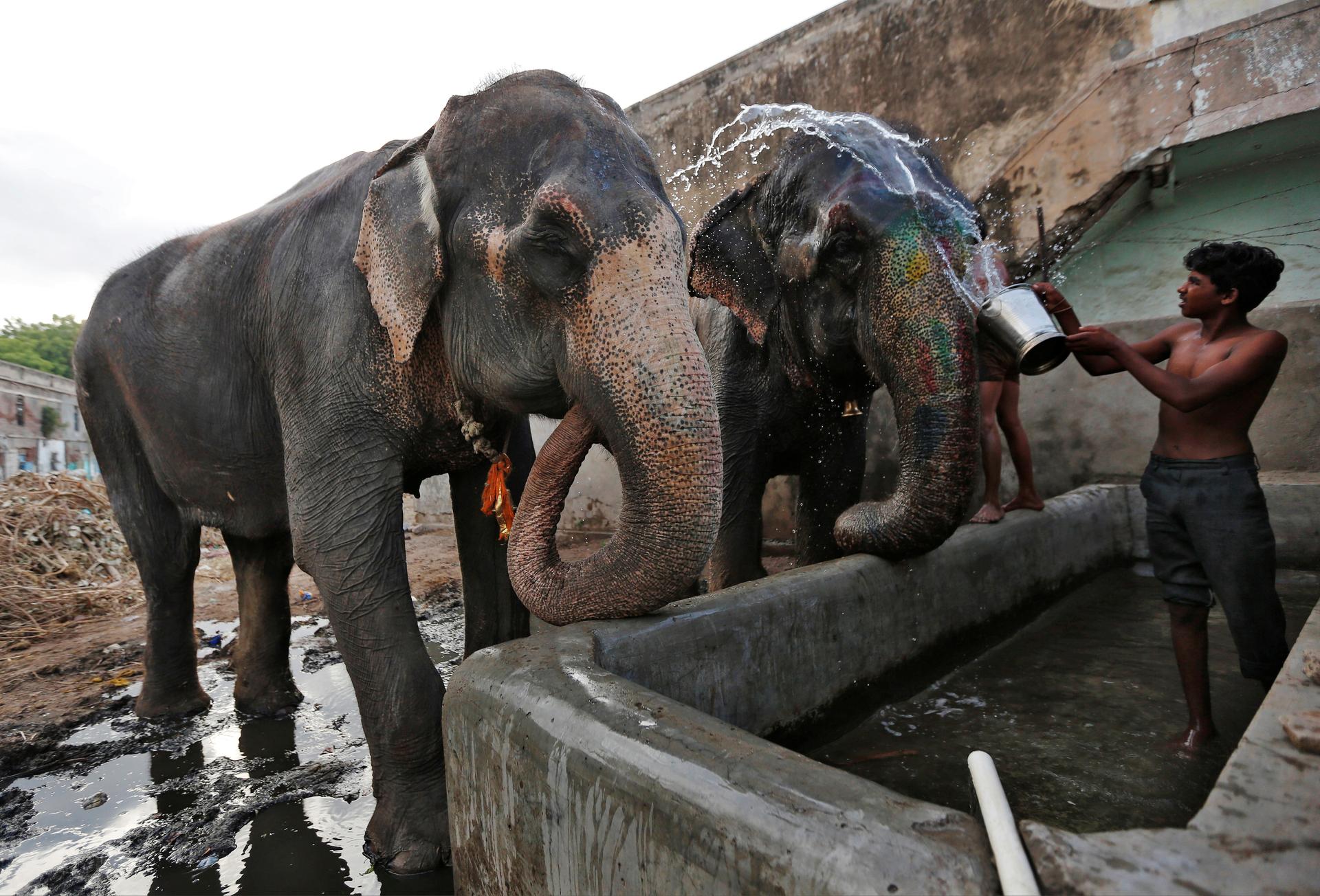 A mahout splashes water on his elephants