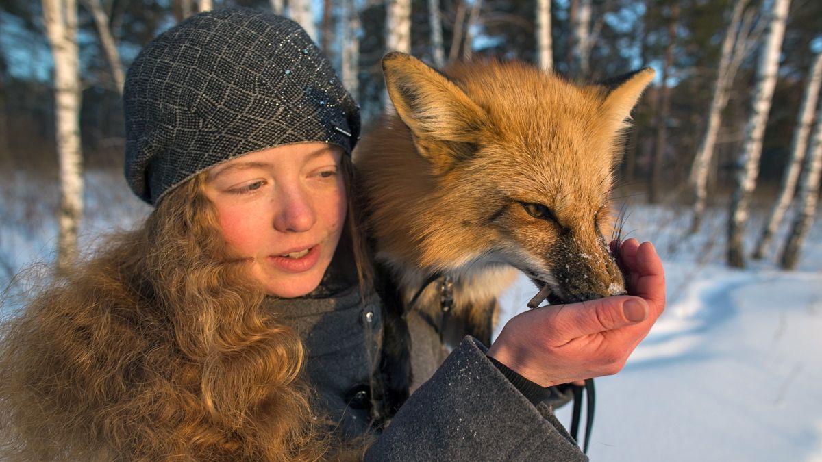 Irina Mukhamedshina feeds her fox, Viliya. One of the fox's tricks is to jump on Irina's shoulder.