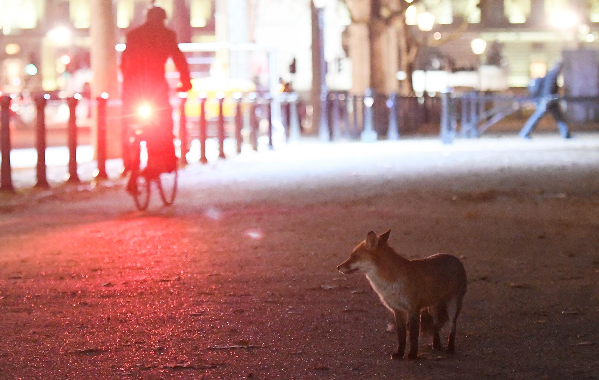 London is home to thousands of urban foxes