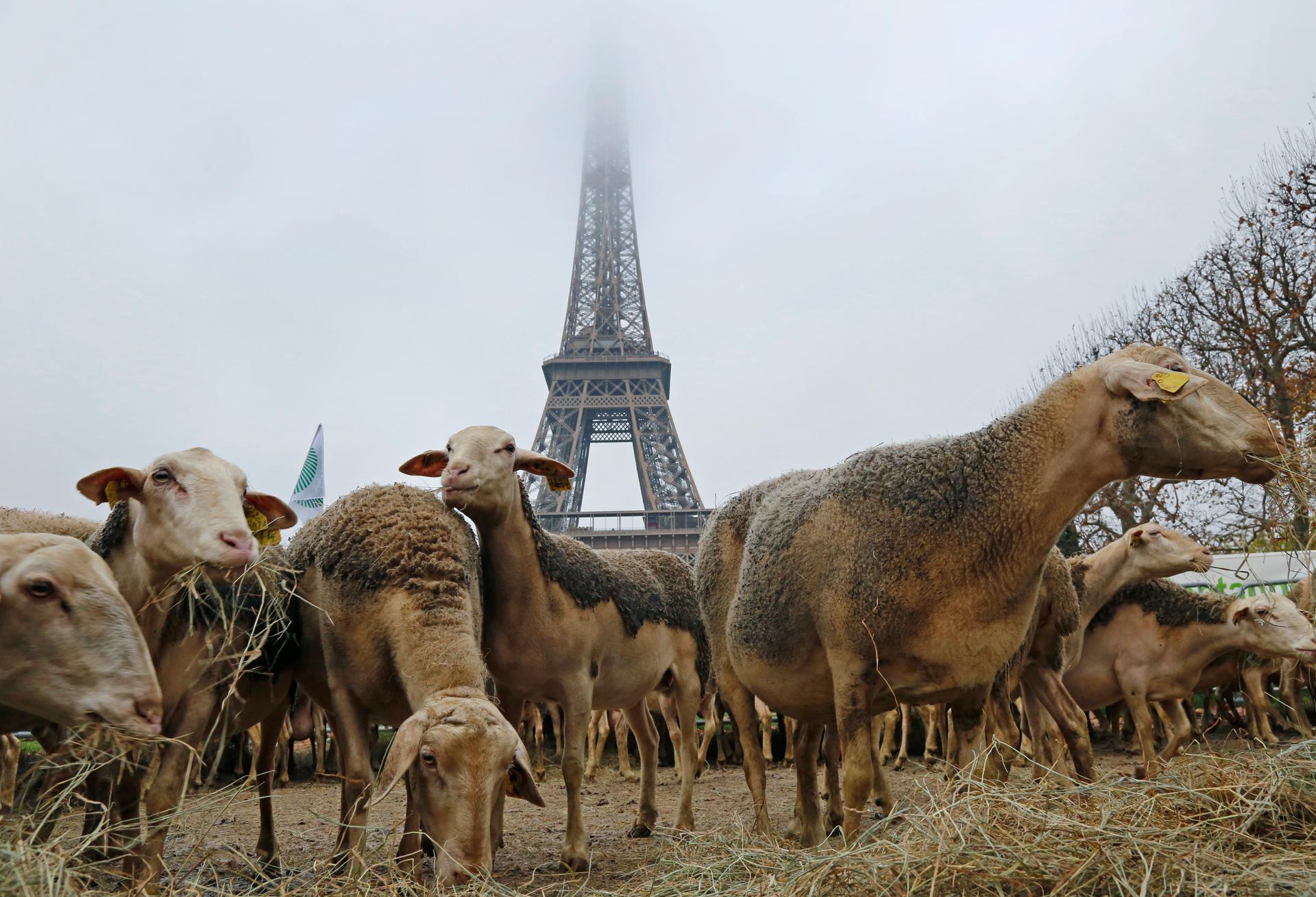 Sheep are gathered in front of the Eiffel tower in Paris