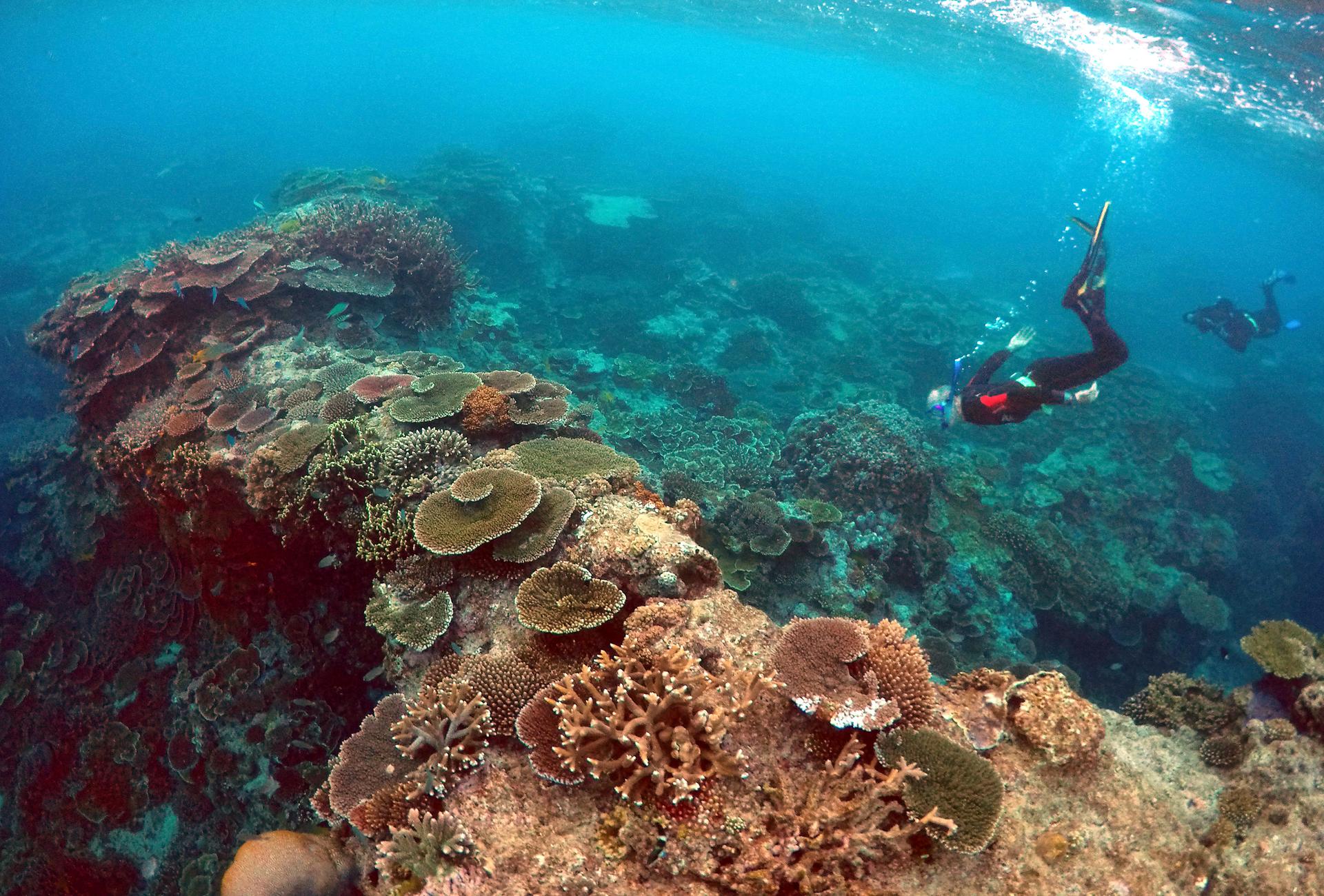 Queensland Parks and Wildlife Service rangers inspect the Great Barrier Reef's condition in an area called the "Coral Gardens," located at Lady Elliot Island in Queensland, Australia, on June 10, 2015. 
