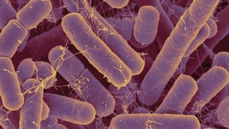 Gut bacteria