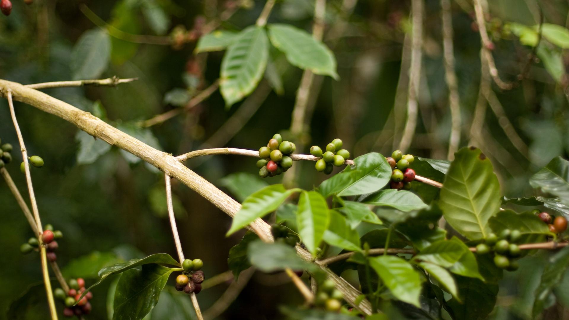 Conservationists hope building a market for local, shade-grown coffee could help restore vital but degraded scalesia forests on Santa Cruz Island, in the Galapagos.