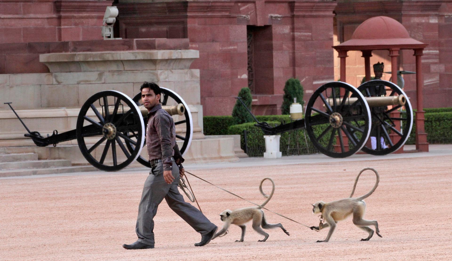 Langur monkeys follow their handler at the forecourt of India's presidential palace Rashtrapati Bhavan in New Delhi September 21, 2012.