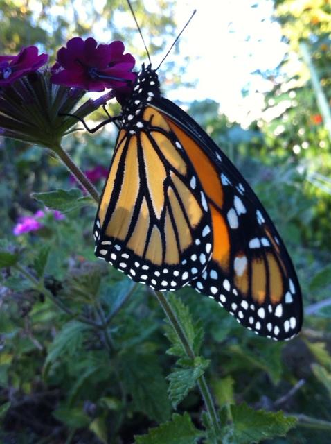 Monarch butterfly (Photo: Karen First)