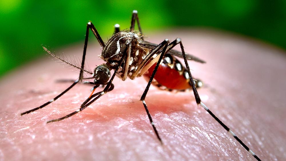 Close-up of a mosquito Aedes aegypti feeding on blood
