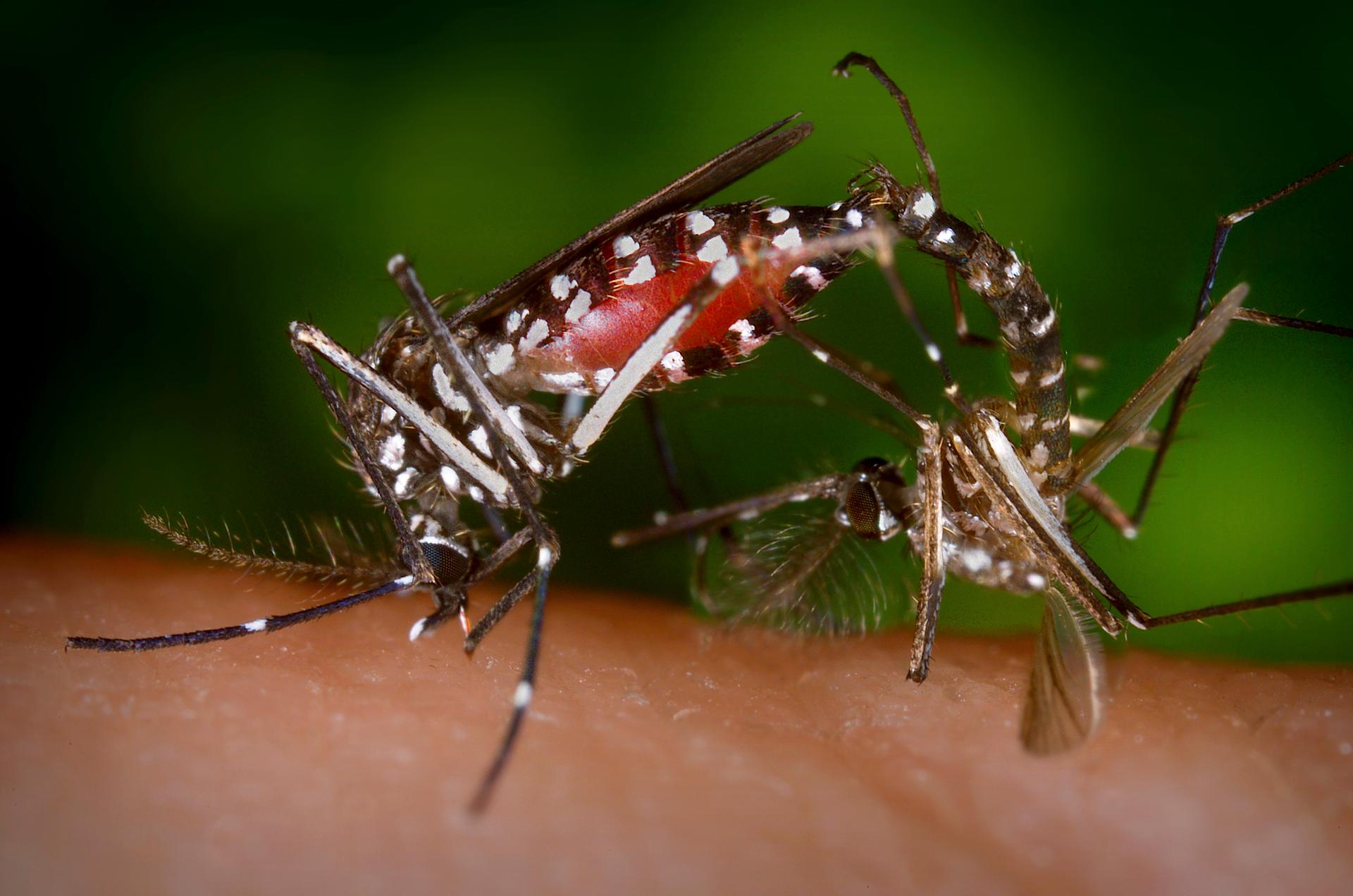A pair of Aedes albopictus mosquitoes