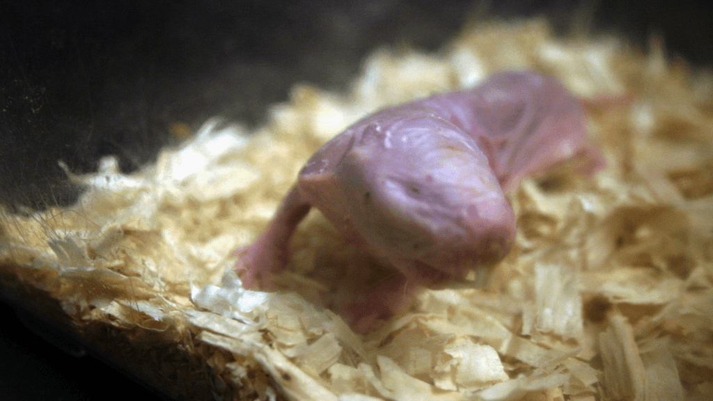 In a recent study, researchers found that naked mole rats appear to defy the traditional laws of aging.