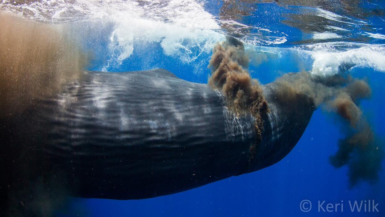 Sperm whale defecating near photographer Keri Wilk